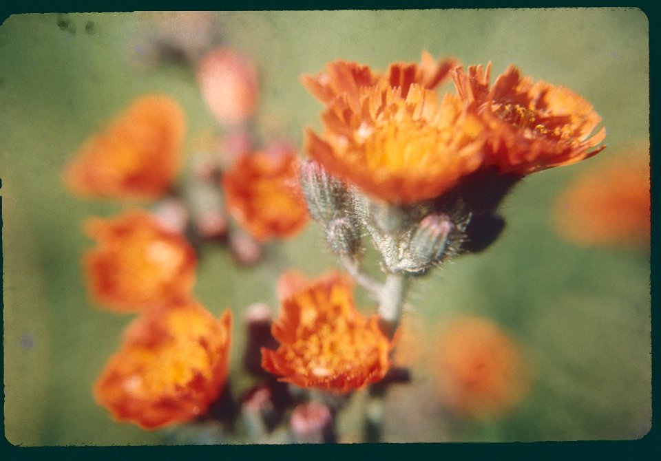 Hawkweed 1969